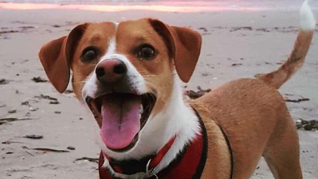 Awwwww ... Paco is an SA rescue dog that was recently a finalist in the Dogs of Oz competition. Picture: Elise Nisby