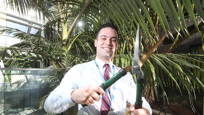 Gardening: Gold Coast Health says the common palm frond is more ...