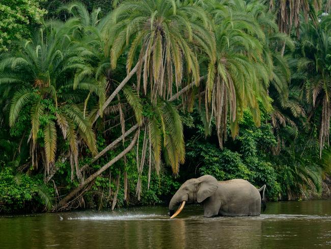 An elephant in the Lekoli River, Odzala-Kokoua National Park. Picture: Education Images/UIG via Getty Images