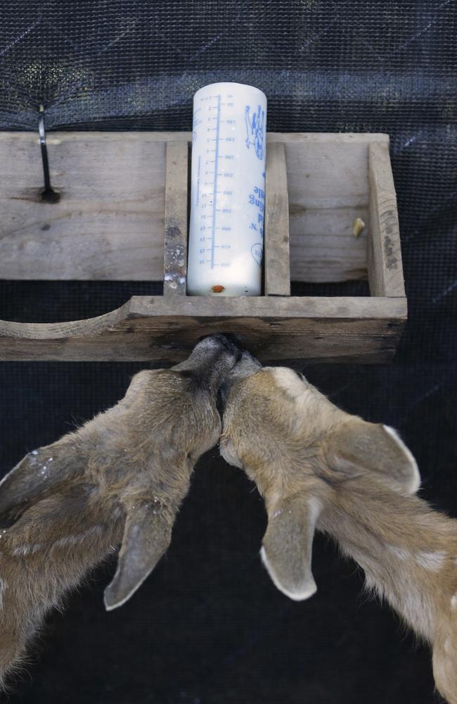 Overcrowding ... a pair of fawn's try to drink from the same feeding bottle at the Kindred Spirits Fawn Rescue. Picture: AP Photo/Rich Pedroncelli