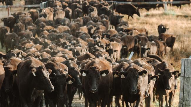 Wagyu cattle.