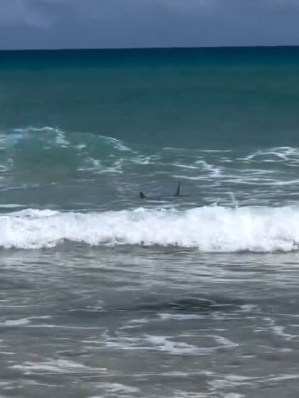 A dusky shark was spotted swimming just metres from the sand at Cylinder Beach on North Stradbroke Island on Tuesday. Photo: Explore Australia