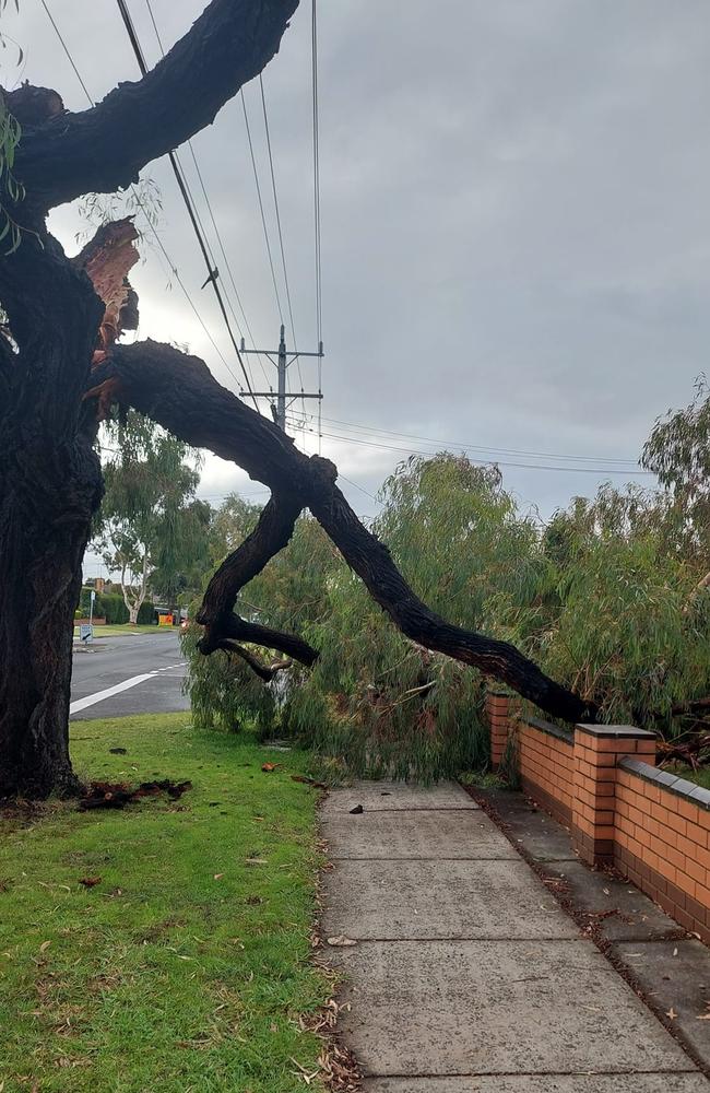 Tree fallen on the boundary of a house on Anderson Rd. Picture: Supplied.