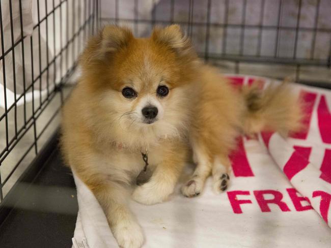 A pet belonging to evacuees sits in a crate at the Delco Center in east Austin Thursday, August 31, 2017. Austin Animal Center has been assisting in caring for the animals since the shelter opened to Hurricane Harvey evacuees. Picture: AFP