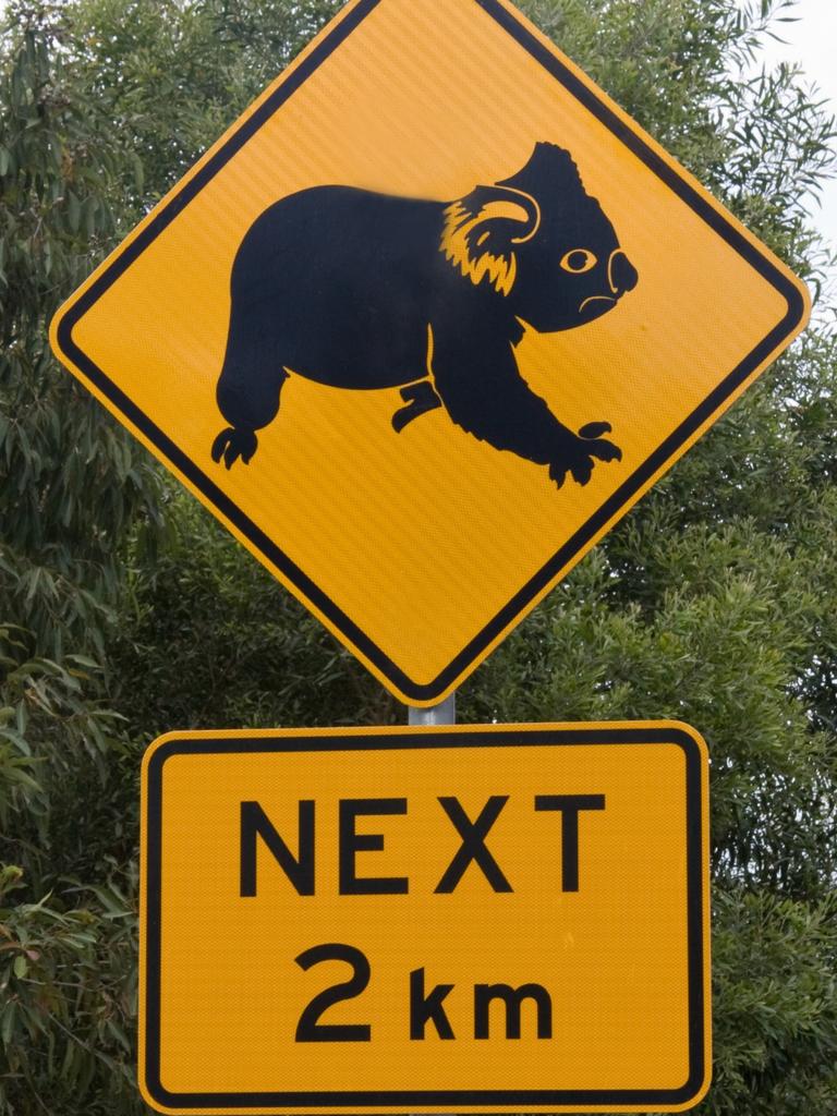 Southwest Sydney Koala Conservation: $200k funded for road signs in ...