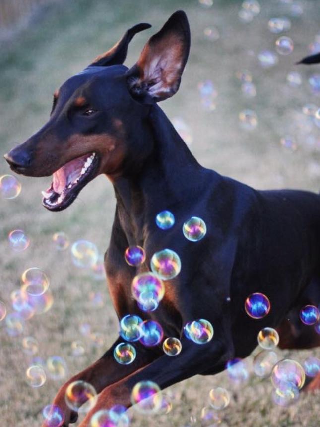 This is Junior, who makes everyday bright and bubbly for owner Lyndal Grant. He’s a loving three-year-old doberman.