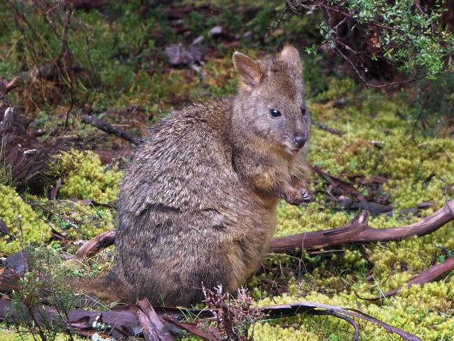 Pademelons are one of the animals being targeted by 1080 poison. Picture: Seanna Cronin