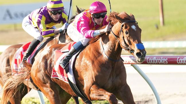 Sparkling, ridden by Ethan Brown, won at Cranbourne last start. Picture: Scott Barbour / Racing Photos