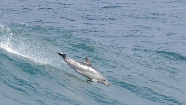 Dolphin jumping at Gallows Beach snapped by Carly Adams. Coffs cover photo. June 11, 2021.