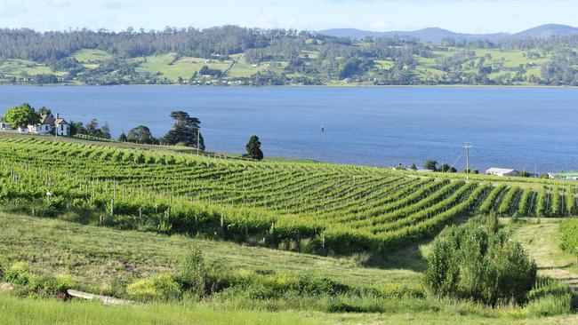 ESCAPE: Tasmania, June 3 "Vineyard at Tamar Valley, Tasmania, AustraliaRelated Images:" Picture: Istock