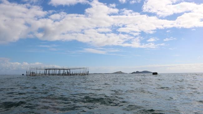 The Huon Aquaculture operated Marine Aquaculture Research Lease in Providence Bay off Hawkes Nest, Port Stephens. (Image: Huon Aquaculture)