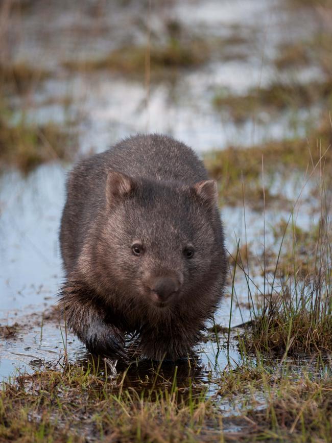 A wombat at Bangor in southern NSW. Picture: Supplied