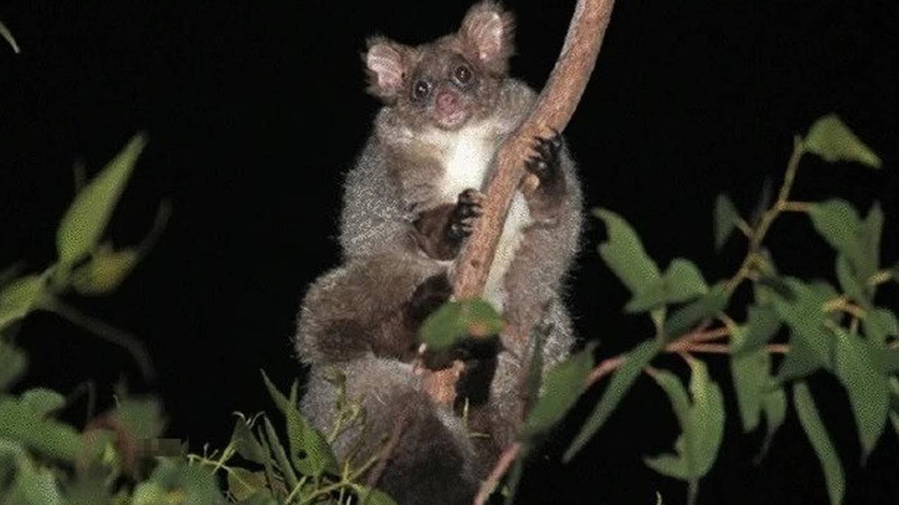 The gliding marsupials can ‘fly’ up to 100m using their tail to steer. Picture: Nature Science Reports, Denise McGregor and Jasmine Vink