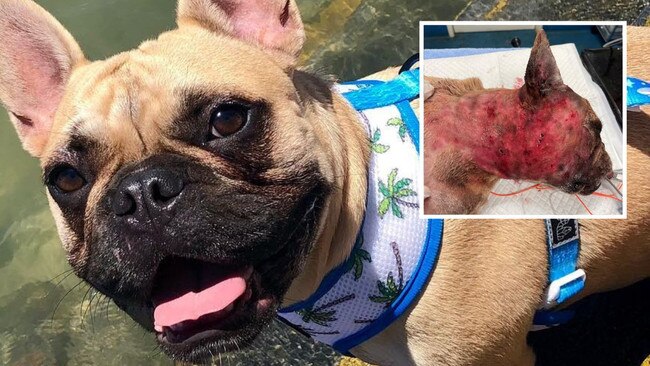 Pierre was viciously mauled in his own backyard. His owner is now calling for change to the dangerous dog laws which are currently under review. Picture: Supplied