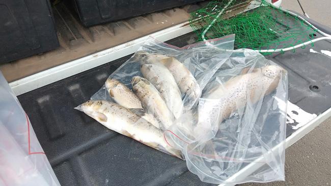 Pollution caused by Monson Logistics led to fish deaths in Cooee Creek. Pic: EPA.