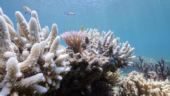 Coral bleaching tipped to be next attraction on Great Barrier Reef ...