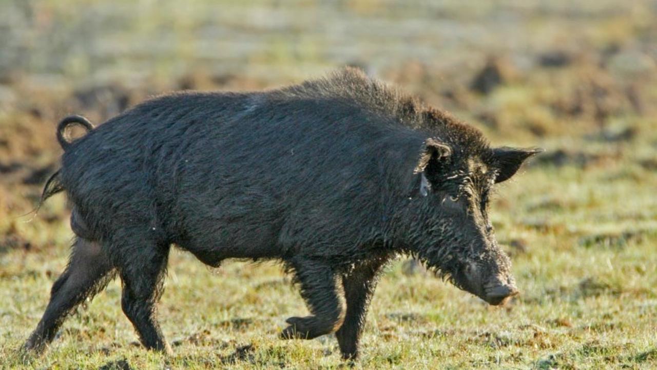 Heather Channon: National Feral Pig Management Plan Enters Its Third ...