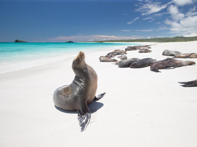 Galapagos sea lion. Picture: iStock