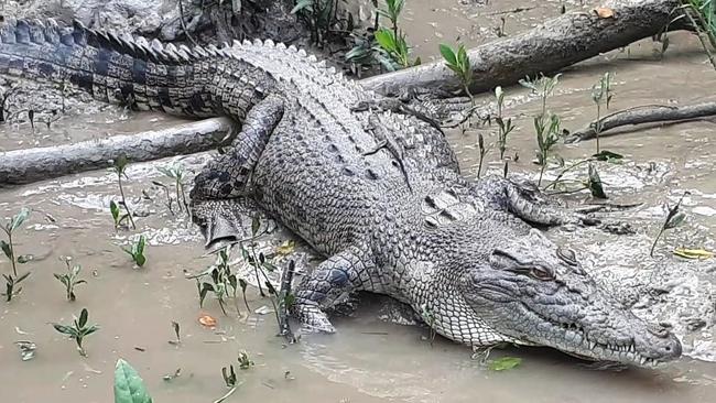 Tour groups regularly spot as many as 20 large crocodiles on a single trip up the Proserpine River. Picture: Supplied.