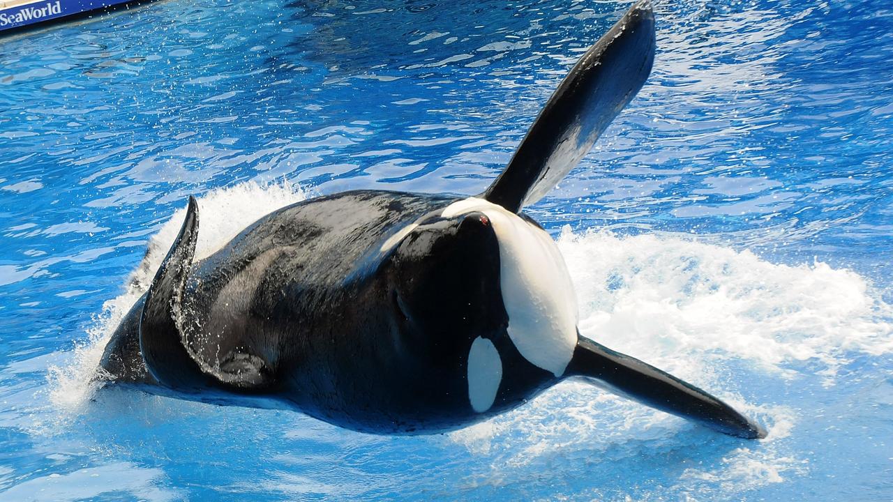 Tilikum the orca. Picture: Gerardo Mora/Getty Images.