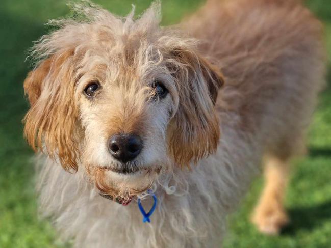 Spikey, a toy poodle and Cocker Spaniel cross is one of the many dogs available for adoption through the RSPCA.