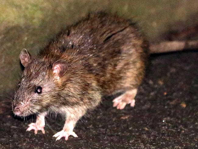 One of the many rats roaming the streets of Sydney in search of food and pictured outside Central Station on the Thursday 02nd of April 2020.Picture: Christian Gilles