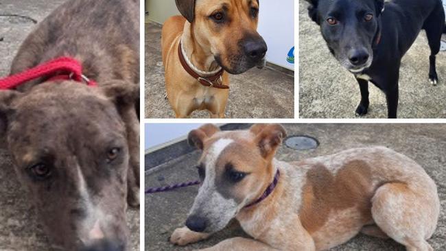 Central Queensland dogs that desperately need new homes.