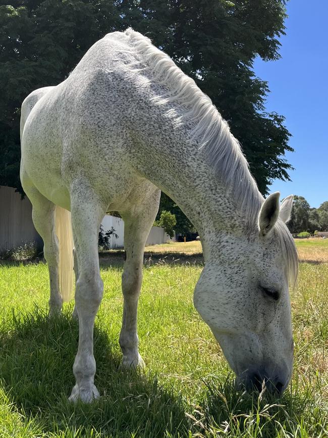 Police Horse Windsor. Picture: SA Police