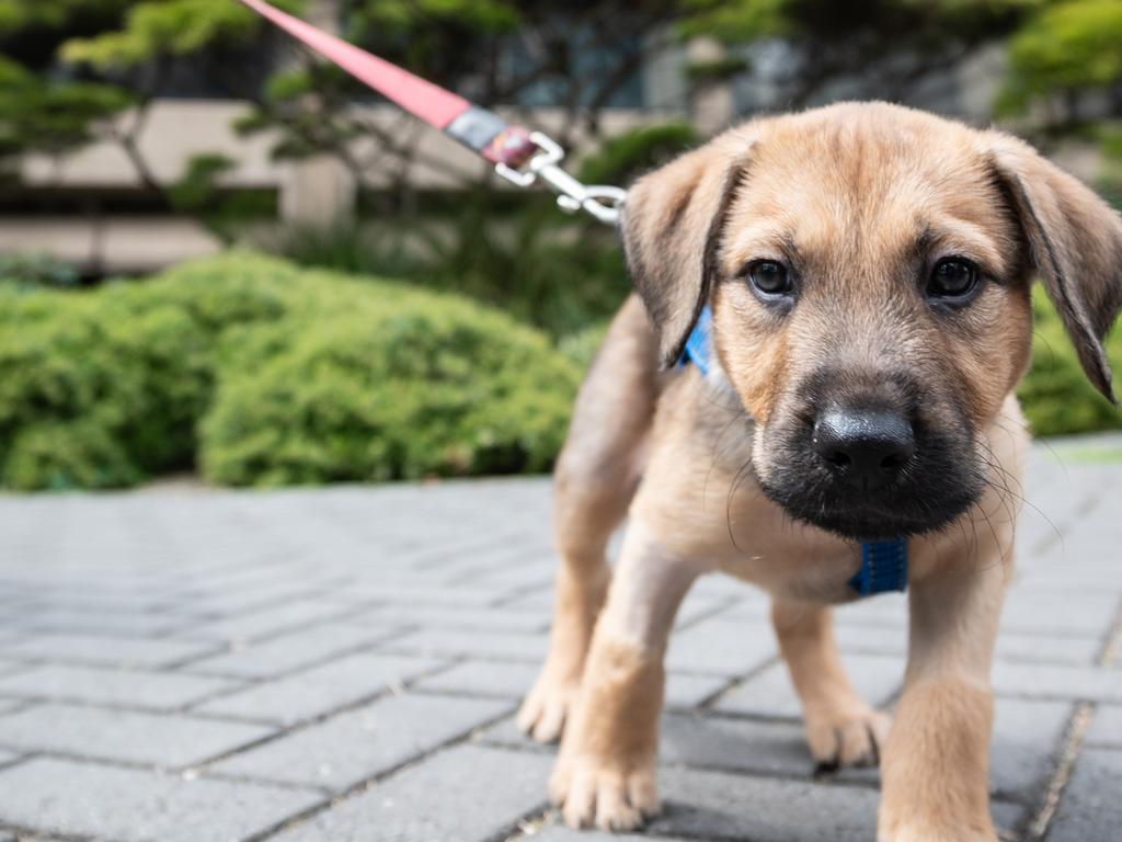 Charlie, an 8 week old rescue puppy. Picture: NCA NewsWire / James Gourley