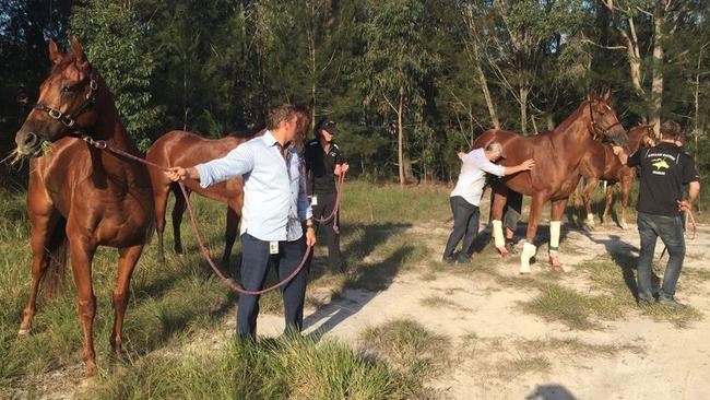 Tony Gollan with the four horses that were involved in the accident. Picture: Facebook