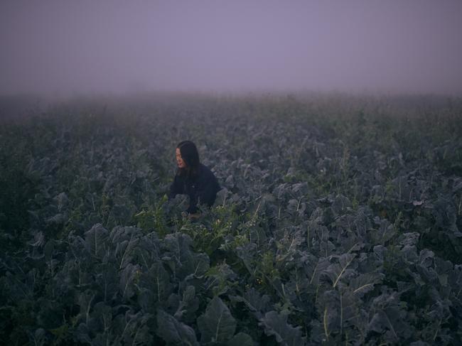 EMBARGO FOR TWAM 13 JUNE 2020  FEE APPLIES AUS MAG.  Pic of 29 year old Christine Kelman on RitaÃ¢â‚¬â„¢s farm which her family owns out in Wallacia.  For a story about the Urban food bowl.  Pic by Nic Walker.  Date 6th May 2020.