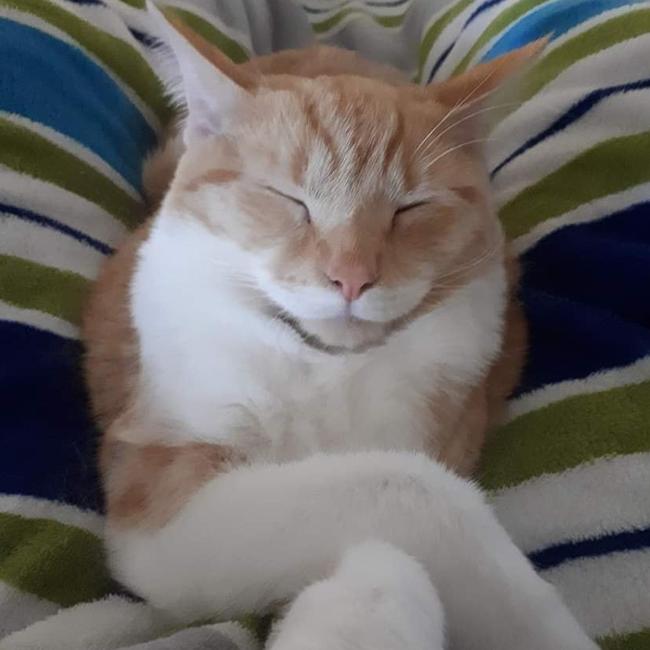 I love Chloe because she is not afraid to be her magnificent, naughty self. International Cat Day. Reader pet photos. Picture: Josie Goggin