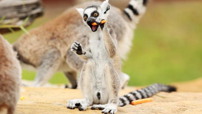 Baby lemur Zakou is a zoo crowd favourite. Picture: Tim Hunter