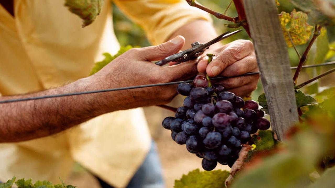 Prosecco grapes under threat due to climate change: study | The Courier ...