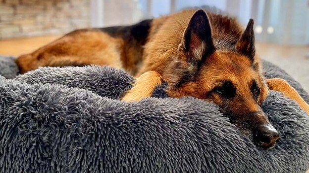 The Brooklyn deep sleep pet bed helps calm pet’s anxiety.