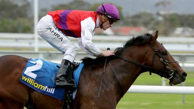 Nicoscene looks good value at Moonee Valley on Saturday. Picture: Tait Schmaal.