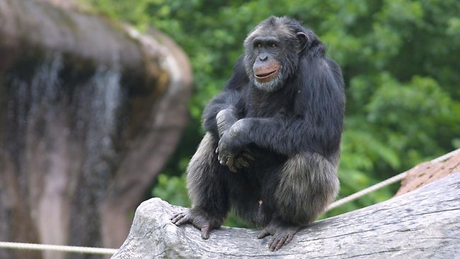 Runaway rampage chimp CJ escapes again in Las Vegas | news.com.au ...