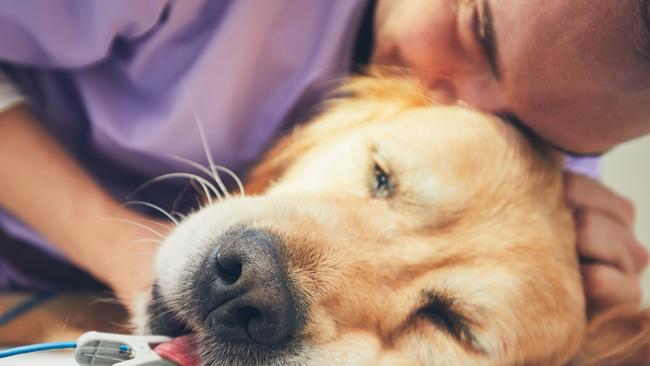 Vets and vet nurses are being turned away at the Qld border, putting lives of pets at risk. Photo: istock