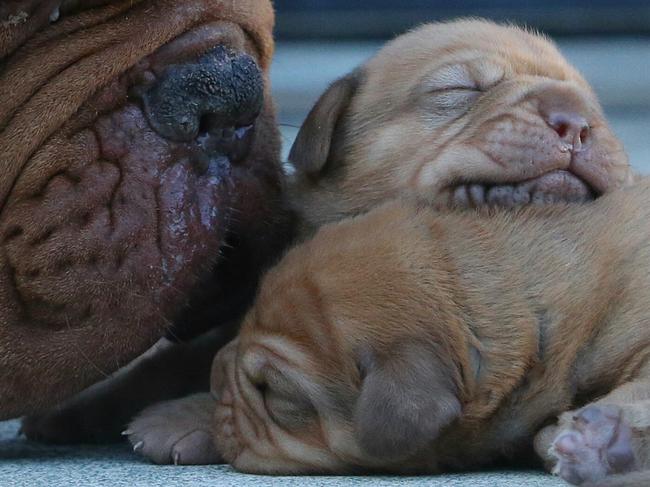 SUNDAY MAIL ONLY Australia's (current) top 10 rare and/or most expensive dog breeds. 