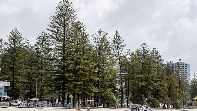 Who planted the pine trees at Burleigh Heads? Picture: Jerad Williams