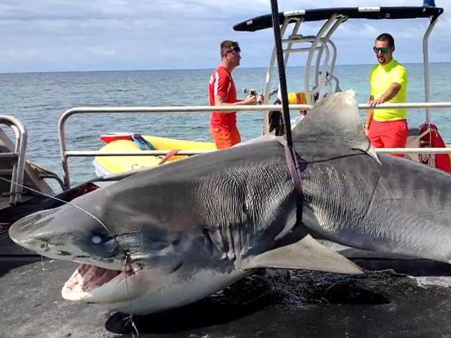 A 4m tiger shark was hooked in waters near where Chris Davis was swimming when he was attacked. Picture: 9NEWS