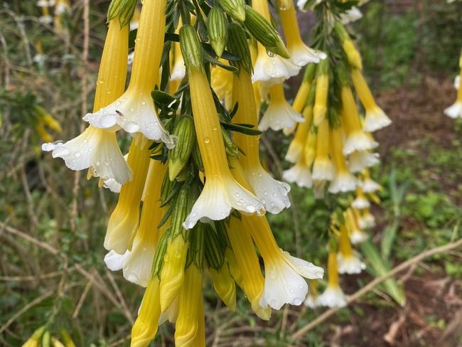 EMBARGO FOR TWAM 20 NOV 2021. FEE APPLIES. Virginia Heywood's garden 'Heywood Garden' in Seville, Victoria. Source: Supplied