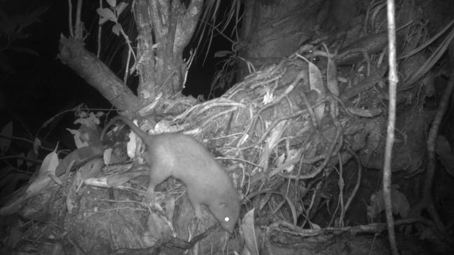 The elusive rat is at least twice the size of urban rodents. Picture: Supplied