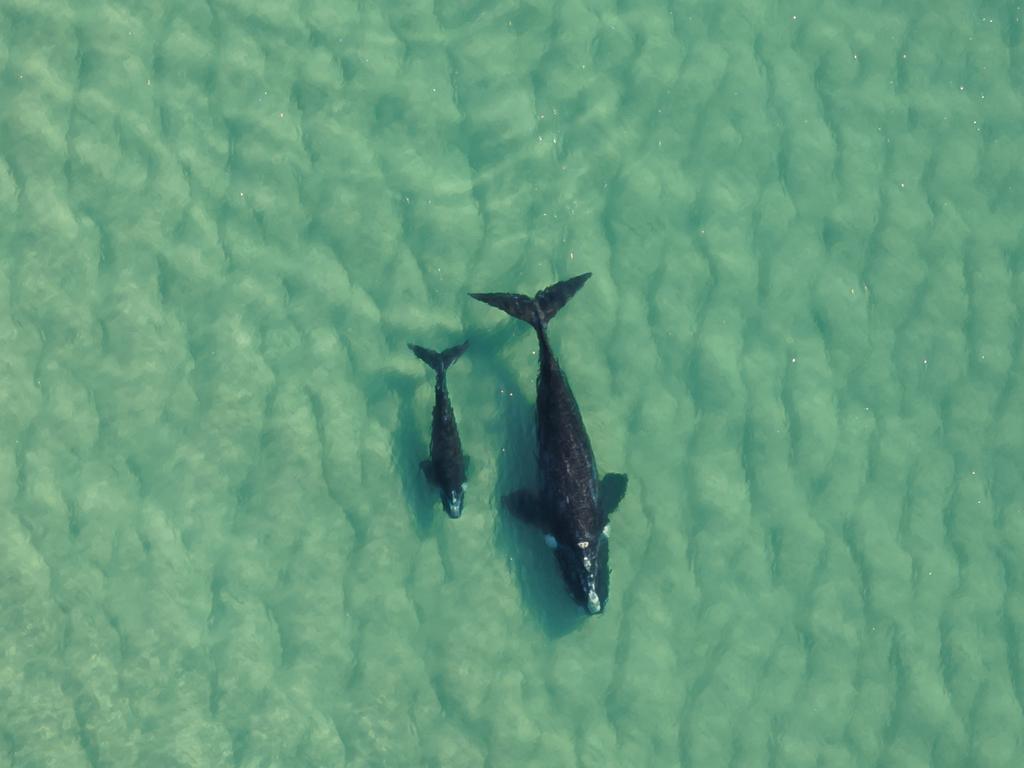 A southern right whale calf and mother at Tuross Head. Picture: Maree Jackson