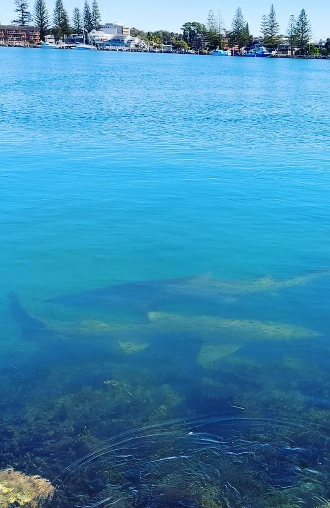 Sharks at the breakwall at Forster. Picture: Sarah Broughton.