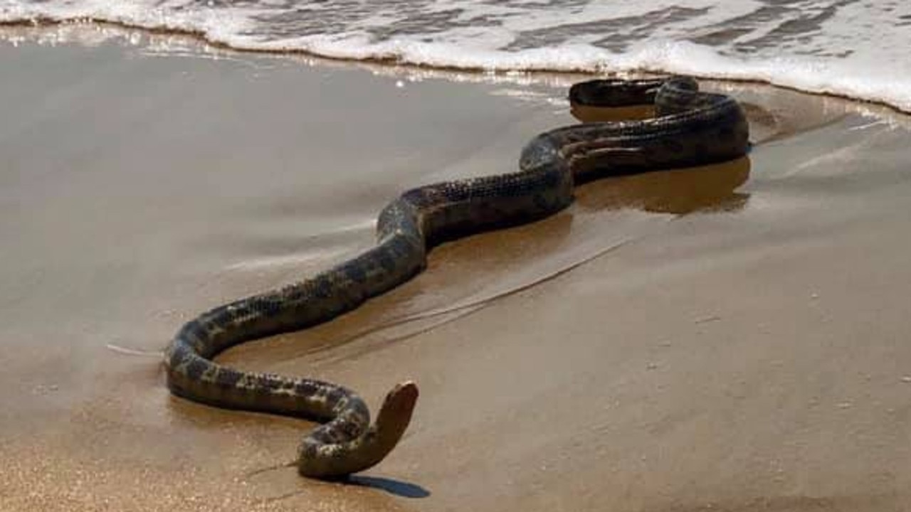 Massive sea snake shocks Tannum Sands beachgoers | The Courier Mail