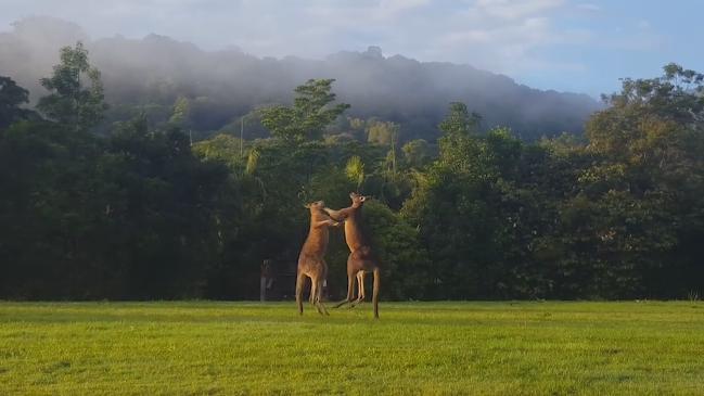 Boxing Kangaroos fight it out in the Currumbin Valley