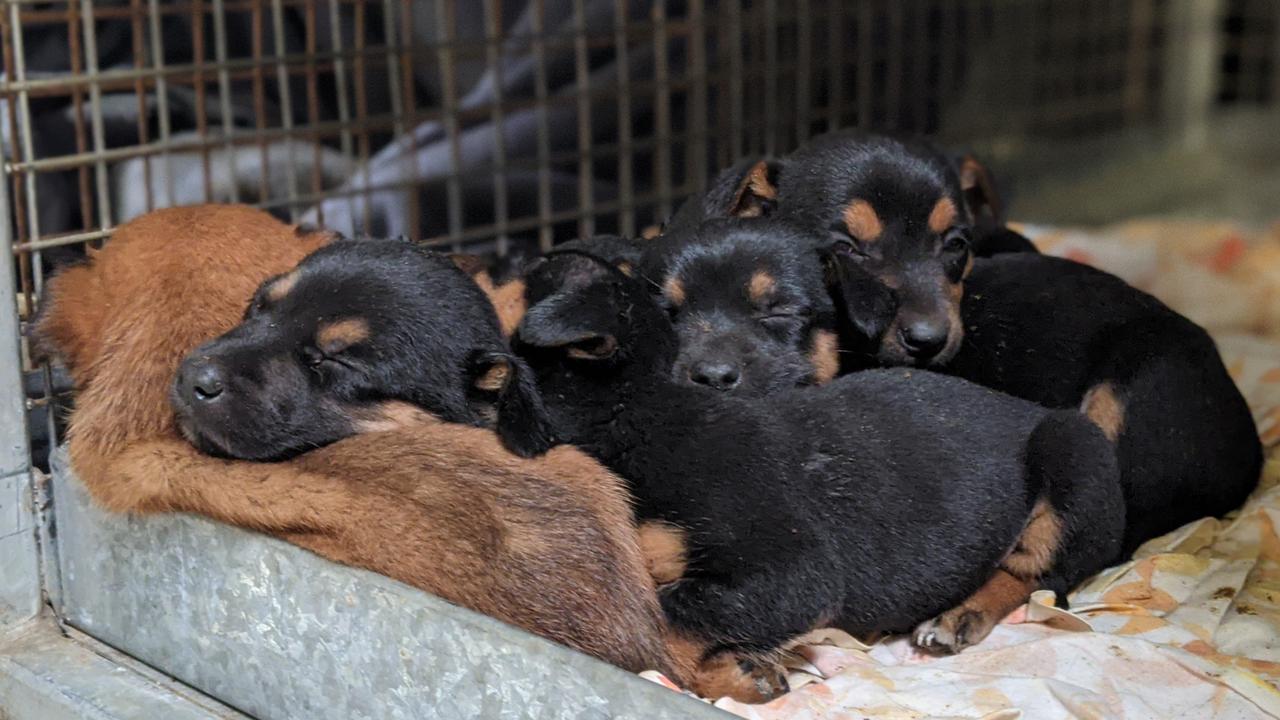 Puppies Found In Riverland Roadside Bin Au — Australias Leading News Site 