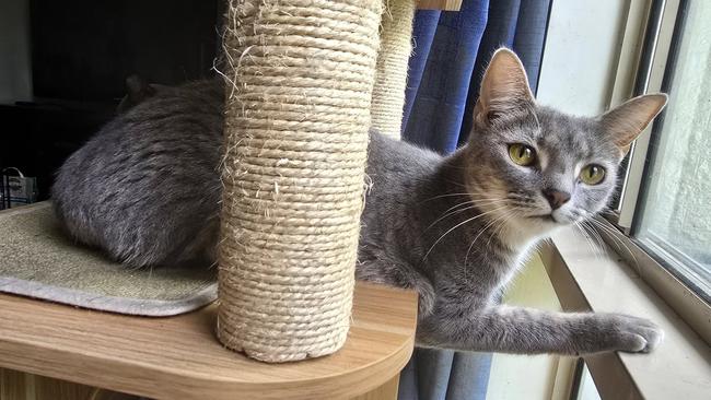 Constance is available for adoption via AdoptMe Kittens. Photo: Supplied.