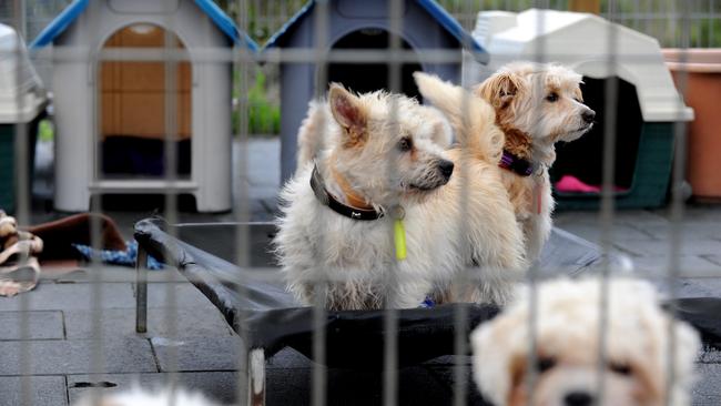 The proposal is partly aimed at addressing a rise in dogs being abandoned.